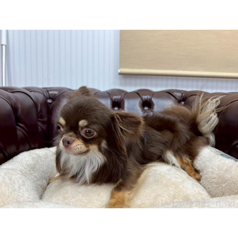 販売中の香川県のチワワ(ロングコート)-431896の12枚目