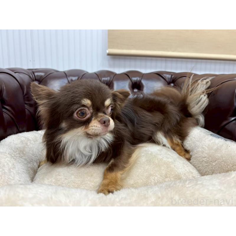 販売中の香川県のチワワ(ロングコート)-431896の11枚目