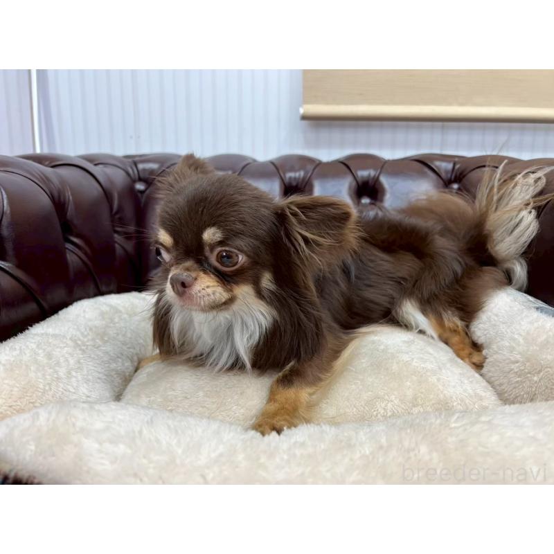 販売中の香川県のチワワ(ロングコート)-431896の10枚目