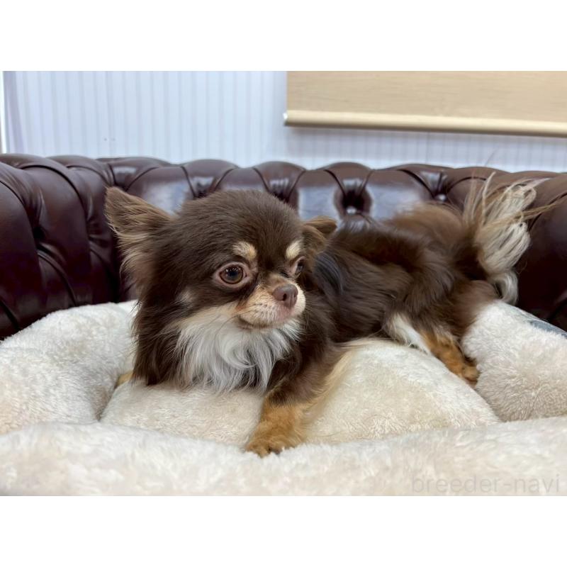 販売中の香川県のチワワ(ロングコート)-431896の9枚目