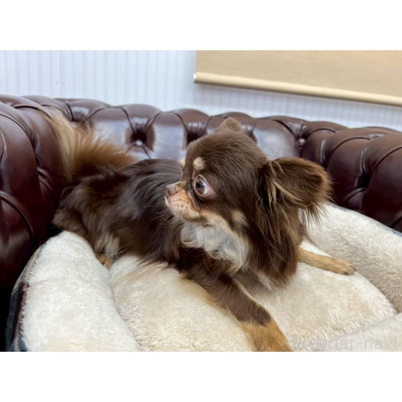 販売中の香川県のチワワ(ロングコート)-431896の8枚目