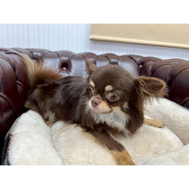 販売中の香川県のチワワ(ロングコート)-431896の7枚目