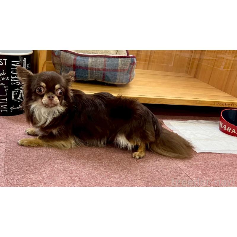 販売中の香川県のチワワ(ロングコート)-431896の6枚目