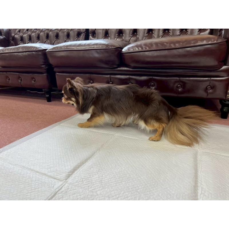 販売中の香川県のチワワ(ロングコート)-431896の5枚目