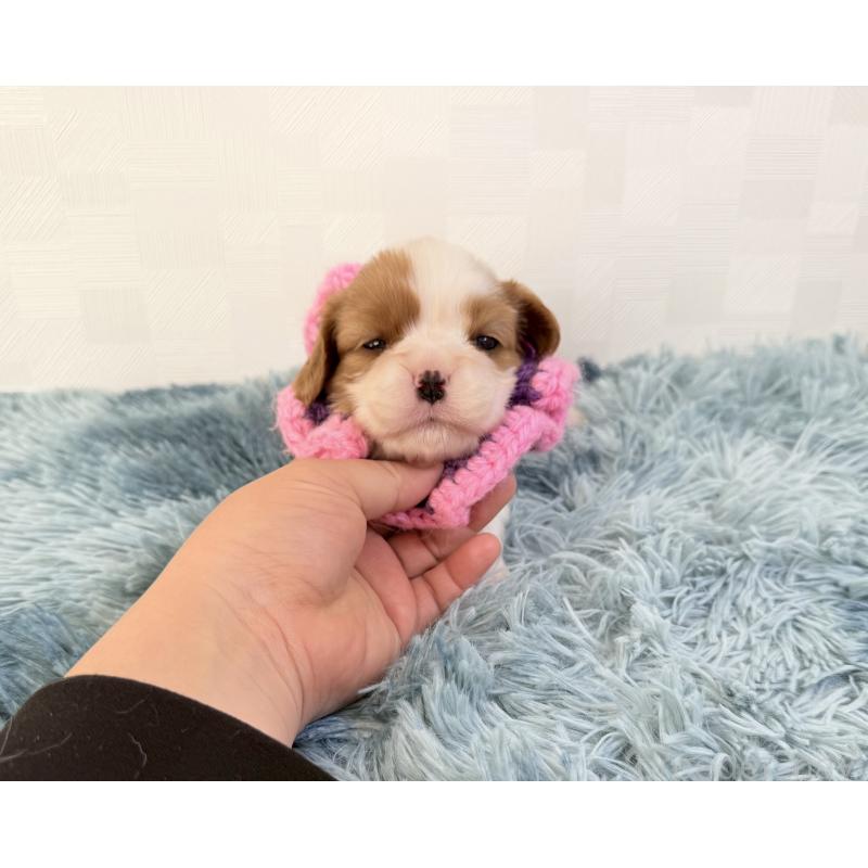 販売中の埼玉県のキャバリアキングチャールズスパニエル-431898の5枚目