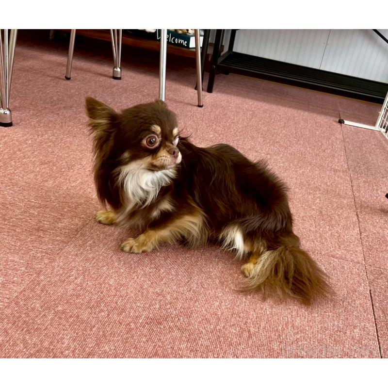 販売中の香川県のチワワ(ロングコート)-431896の4枚目