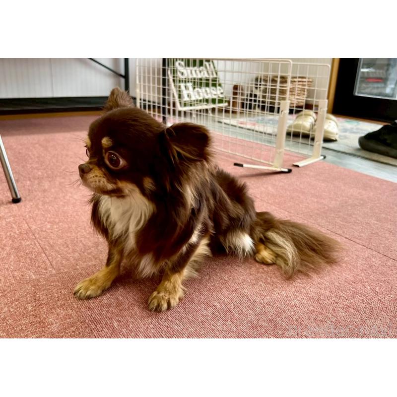 販売中の香川県のチワワ(ロングコート)-431896の3枚目