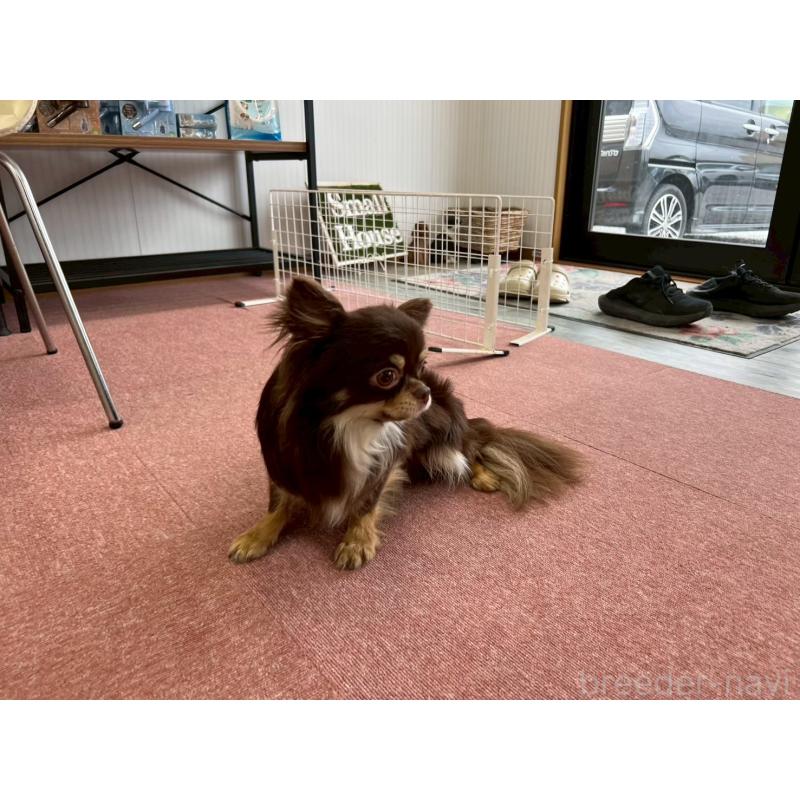 販売中の香川県のチワワ(ロングコート)-431896の2枚目