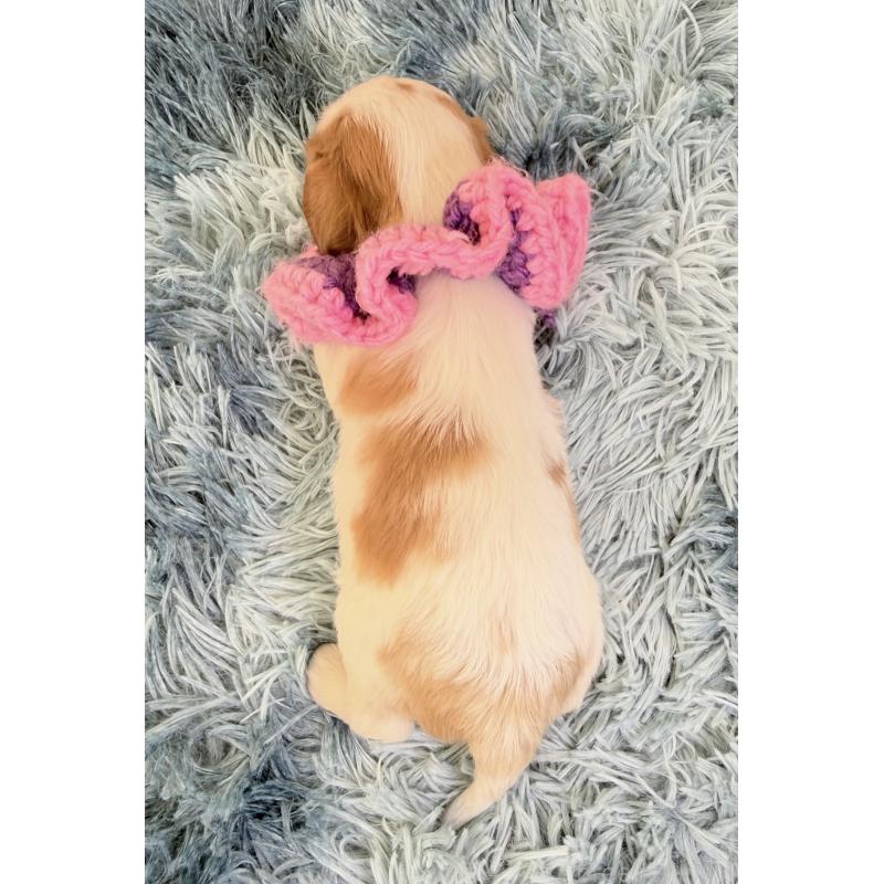 販売中の埼玉県のキャバリアキングチャールズスパニエル-431898の3枚目