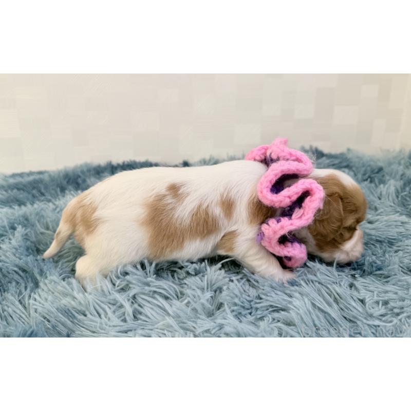 販売中の埼玉県のキャバリアキングチャールズスパニエル-431898の2枚目