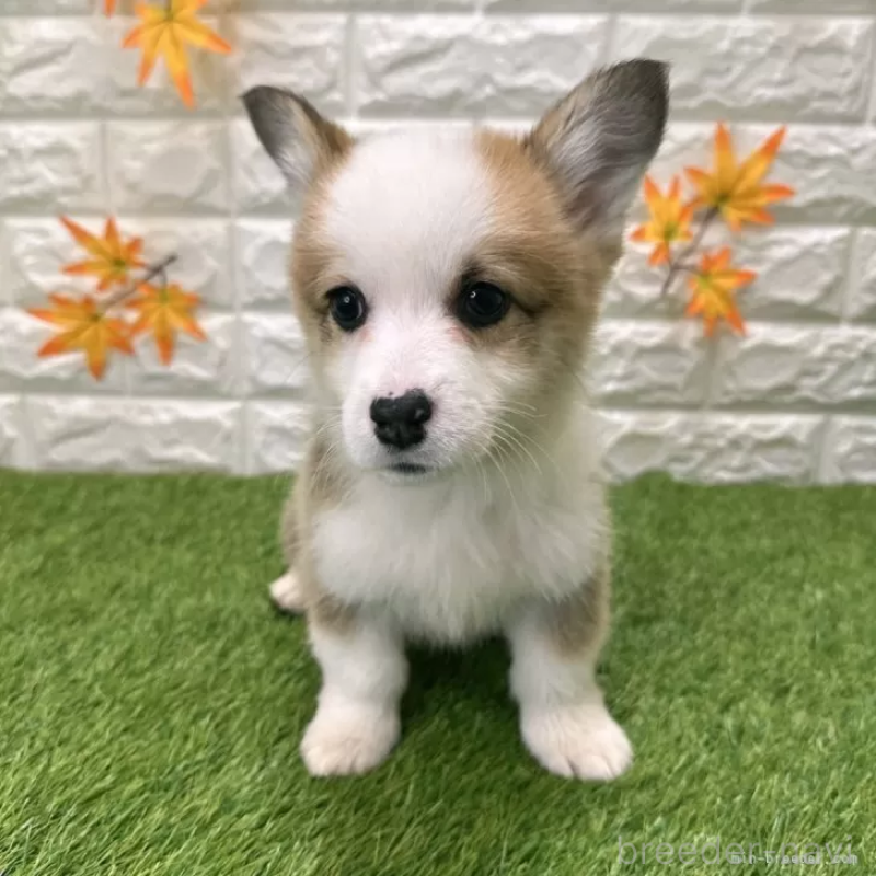 販売中の愛知県のウェルシュコーギーペンブローク-426377