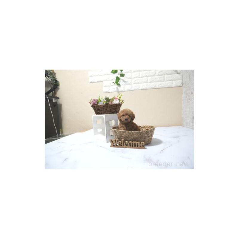 販売中の滋賀県のタイニープードル-431901の4枚目