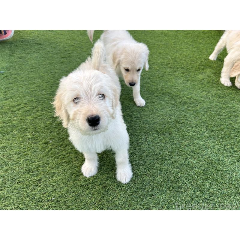 販売中の岡山県のゴールデンドゥードル:ゴールデンレトリーバー×プードル-431899の4枚目