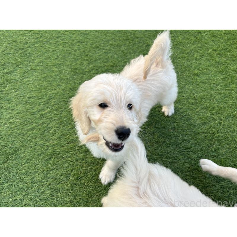 販売中の岡山県のゴールデンドゥードル:ゴールデンレトリーバー×プードル-431899の3枚目