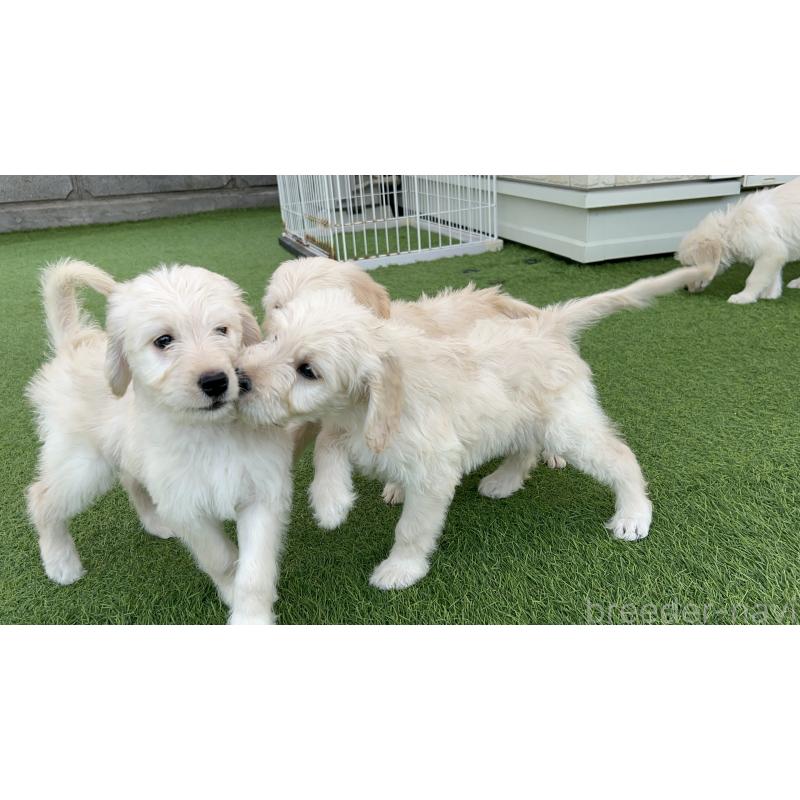 販売中の岡山県のゴールデンドゥードル:ゴールデンレトリーバー×プードル-431899の2枚目