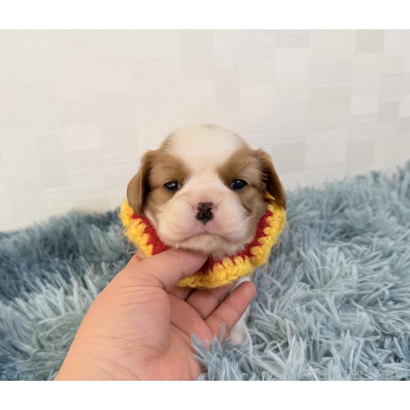 販売中の埼玉県のキャバリアキングチャールズスパニエル-431900の5枚目