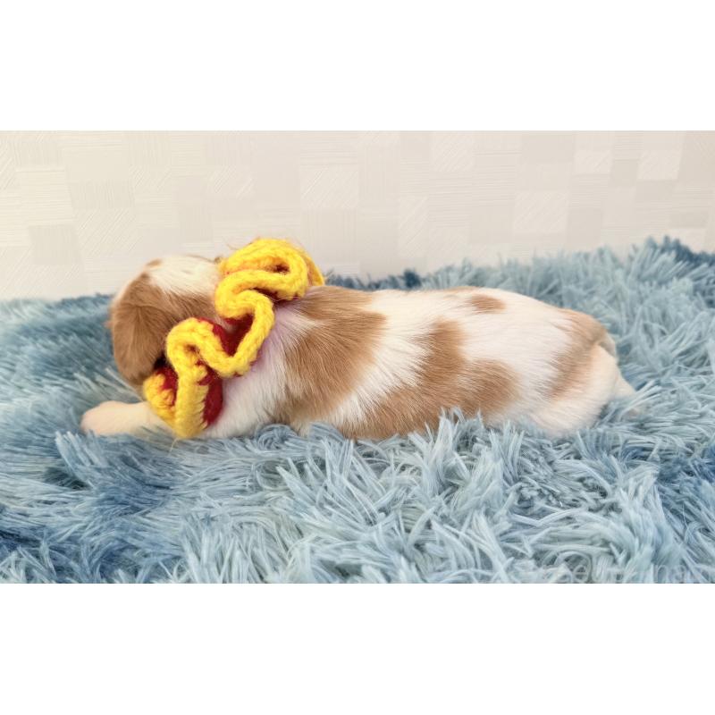 販売中の埼玉県のキャバリアキングチャールズスパニエル-431900の4枚目