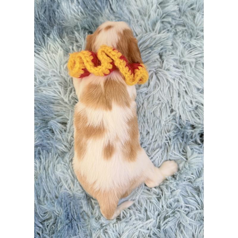 販売中の埼玉県のキャバリアキングチャールズスパニエル-431900の3枚目