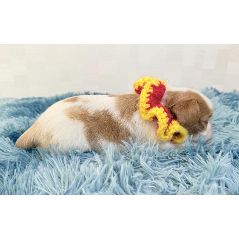 販売中の埼玉県のキャバリアキングチャールズスパニエル-431900の2枚目