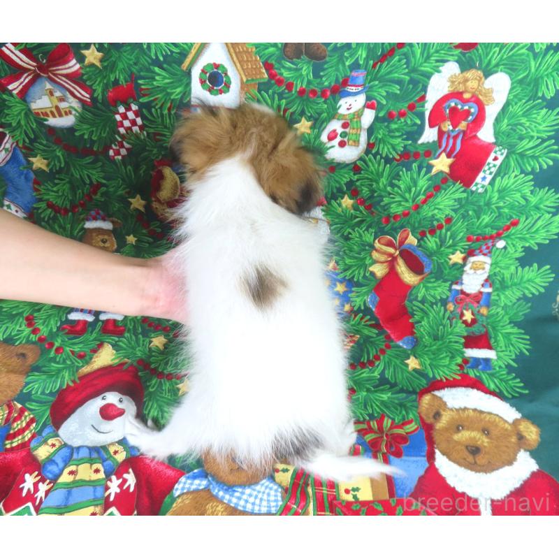 成約済の千葉県のパピヨン-416475の5枚目