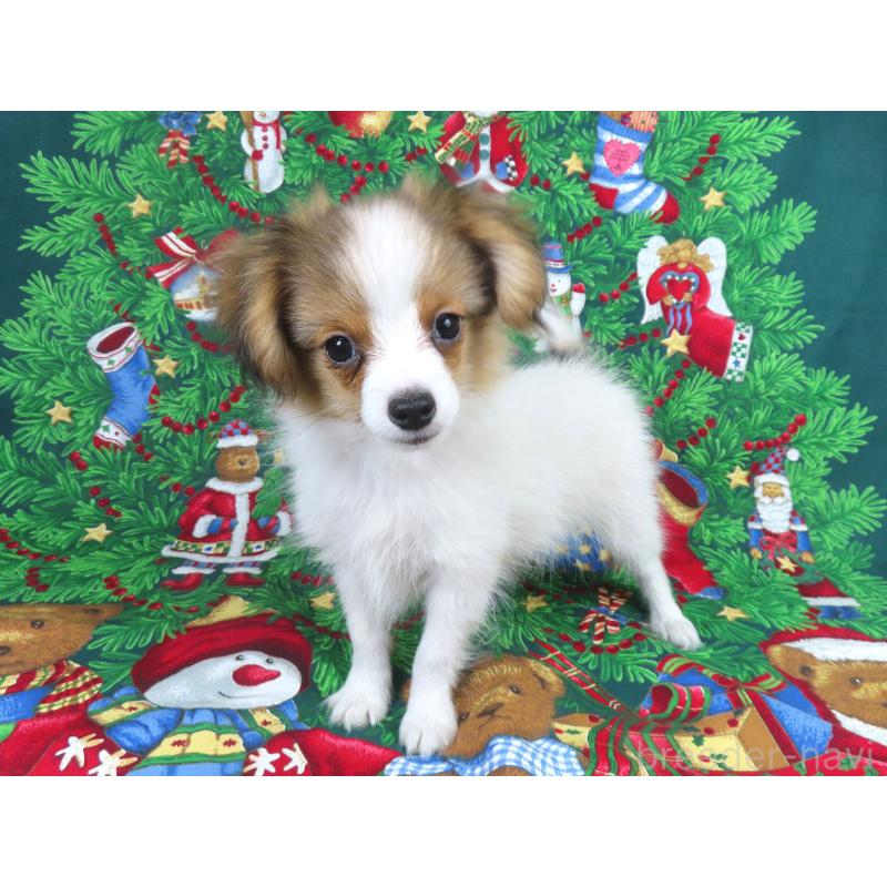 成約済の千葉県のパピヨン-416475の3枚目