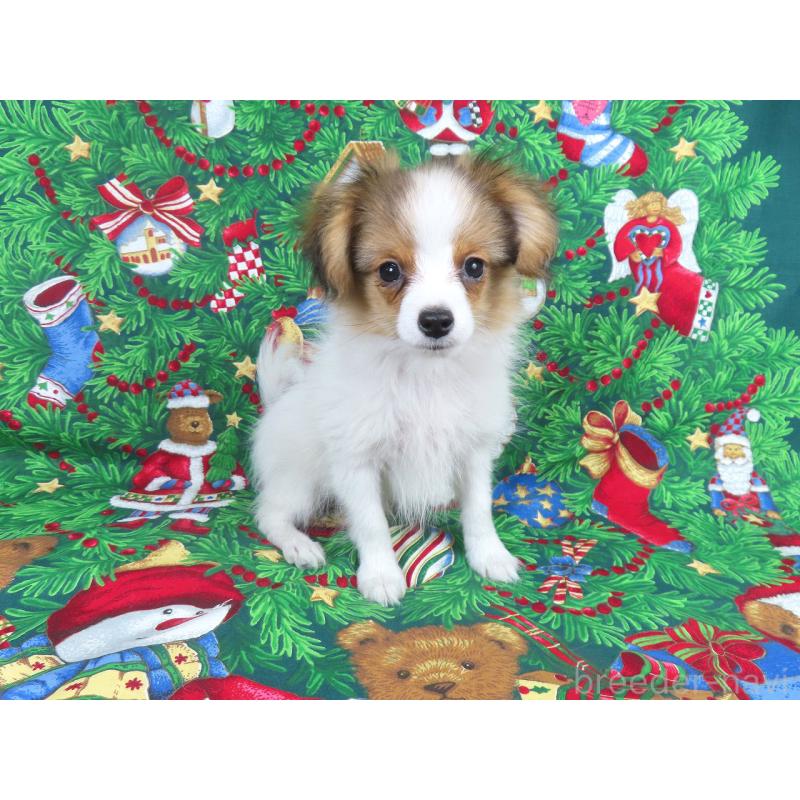 成約済の千葉県のパピヨン-416475の2枚目