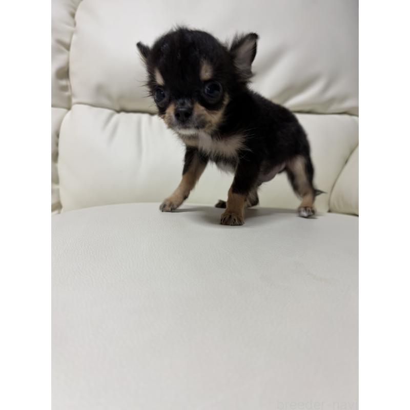 成約済の滋賀県のチワワ(ロングコート)-429955の6枚目