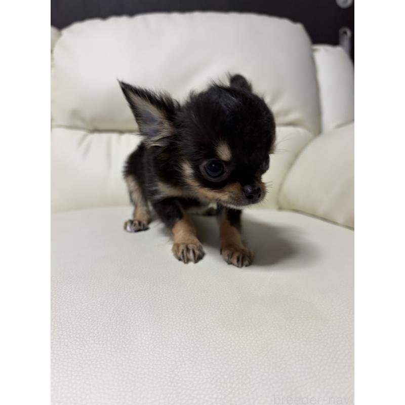 成約済の滋賀県のチワワ(ロングコート)-429955の5枚目