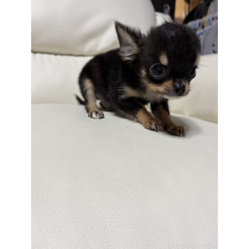 成約済の滋賀県のチワワ(ロングコート)-429955の4枚目