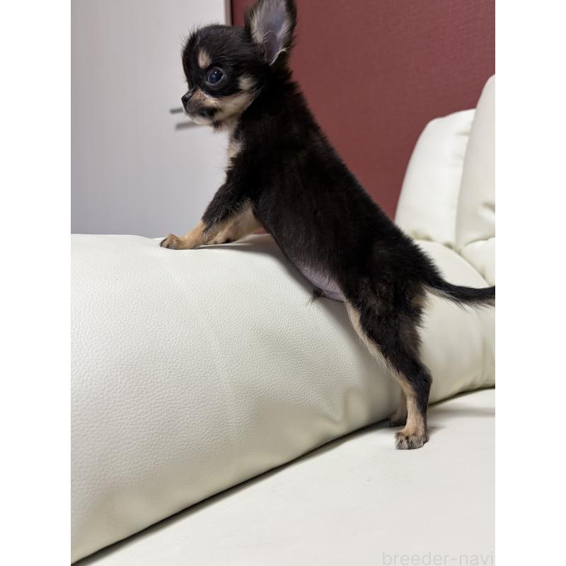 成約済の滋賀県のチワワ(ロングコート)-429955の3枚目