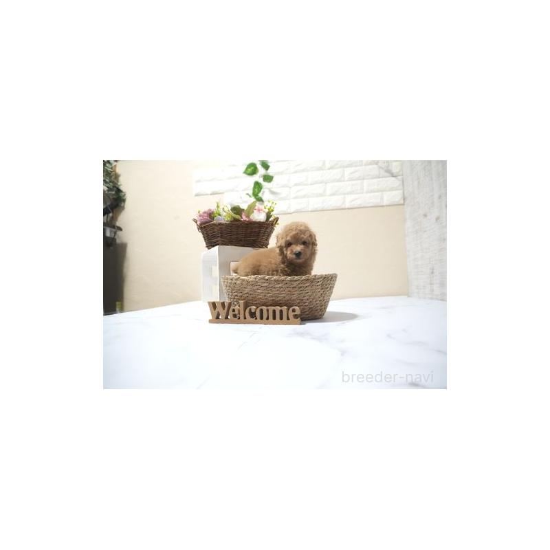 販売中の滋賀県のタイニープードル-431902の5枚目