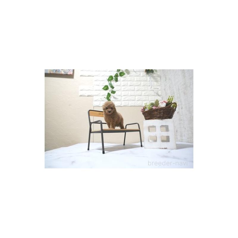 販売中の滋賀県のタイニープードル-431902の3枚目