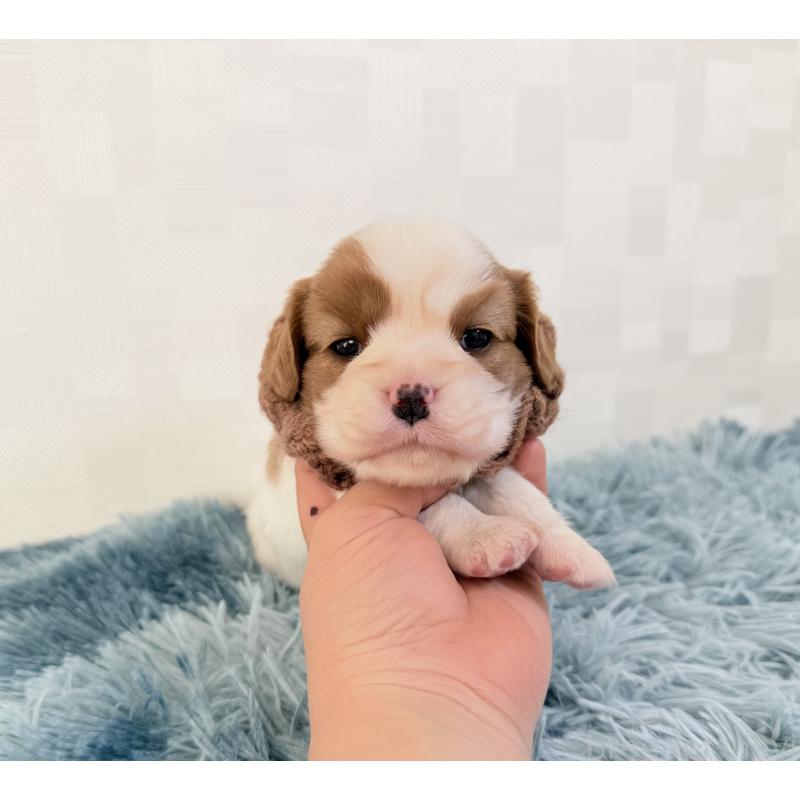 販売中の埼玉県のキャバリアキングチャールズスパニエル-431903の5枚目