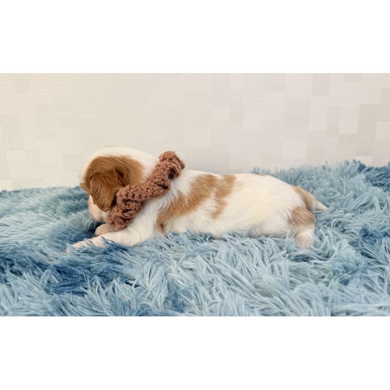 販売中の埼玉県のキャバリアキングチャールズスパニエル-431903の4枚目