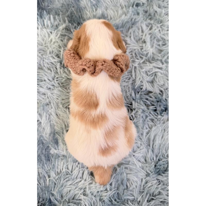 販売中の埼玉県のキャバリアキングチャールズスパニエル-431903の3枚目