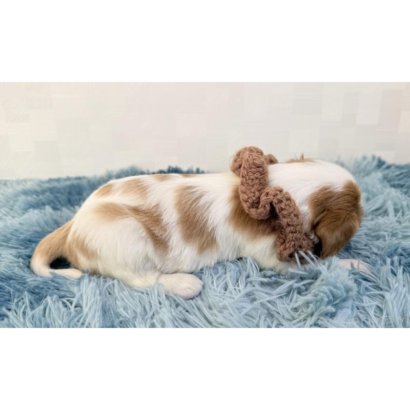 販売中の埼玉県のキャバリアキングチャールズスパニエル-431903の2枚目