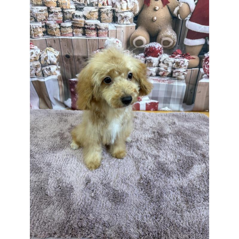 販売中の静岡県のミックス犬-410541の7枚目