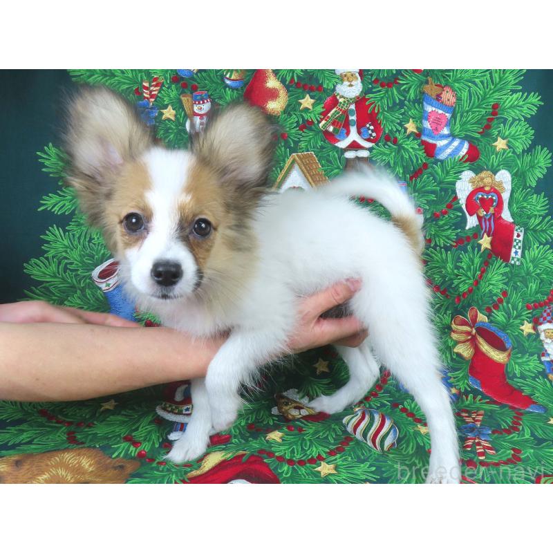 販売中の千葉県のパピヨン-416477の4枚目