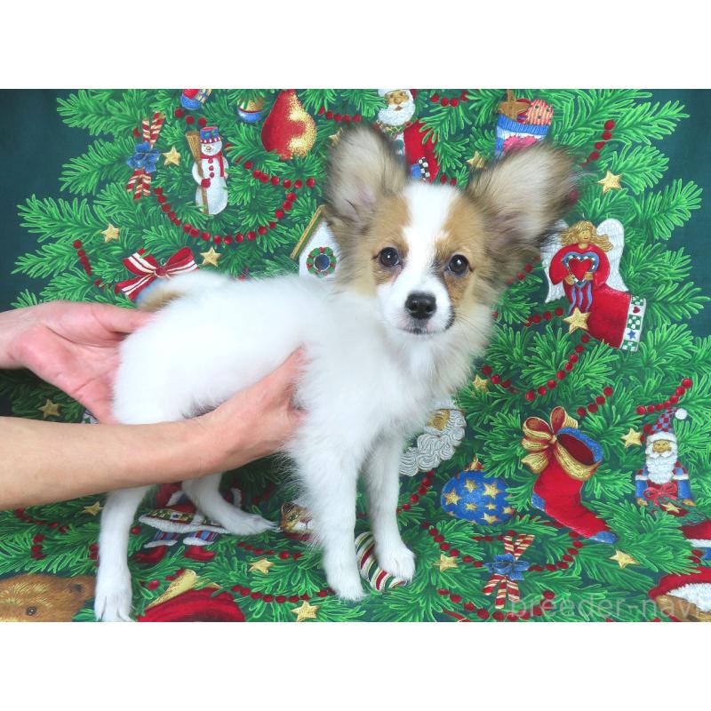 販売中の千葉県のパピヨン-416477の3枚目