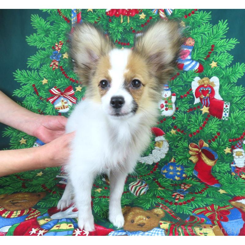 販売中の千葉県のパピヨン-416477の2枚目