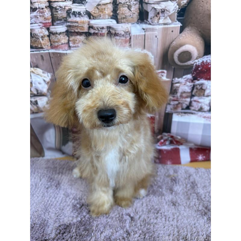 販売中の静岡県のミックス犬-410541の6枚目