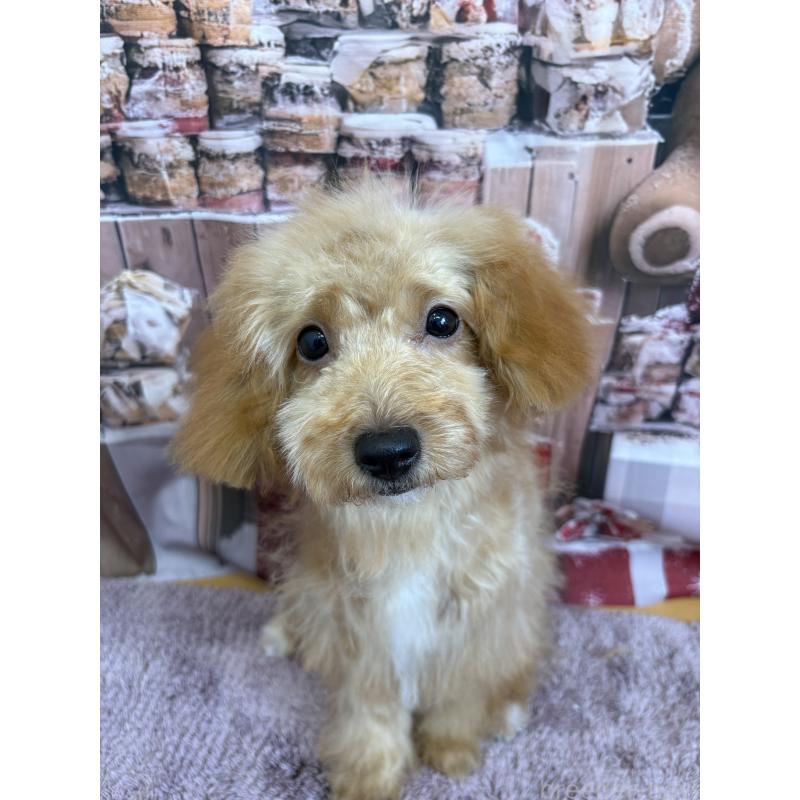 販売中の静岡県のミックス犬-410541の5枚目