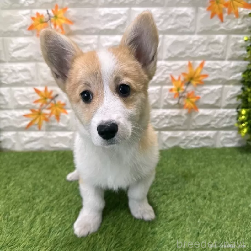 販売中の愛知県のウェルシュコーギーペンブローク-414576
