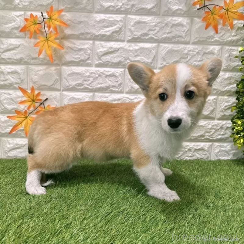 販売中の愛知県のウェルシュコーギーペンブローク-414576の5枚目