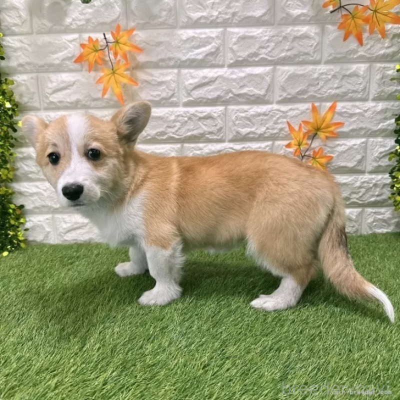 販売中の愛知県のウェルシュコーギーペンブローク-414576の4枚目