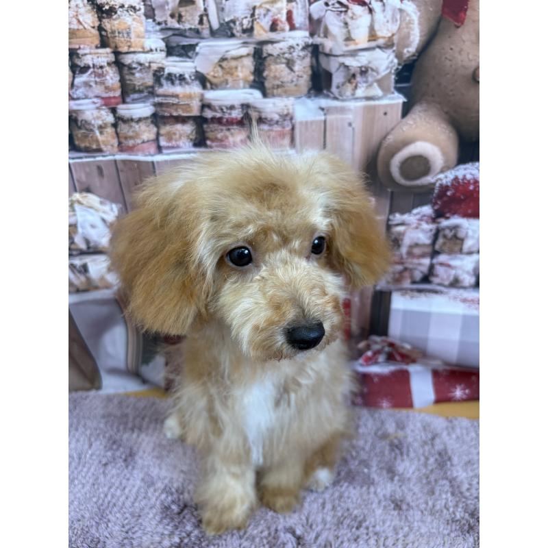 販売中の静岡県のミックス犬-410541の4枚目