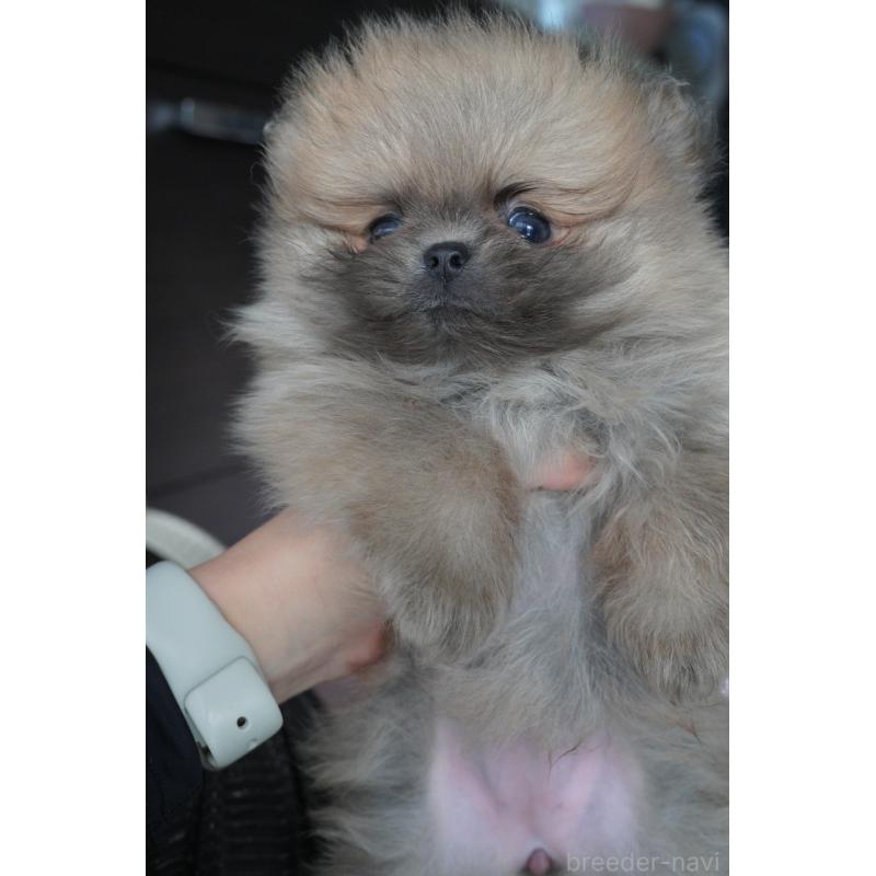 販売中の愛媛県のポメラニアン-431905の5枚目
