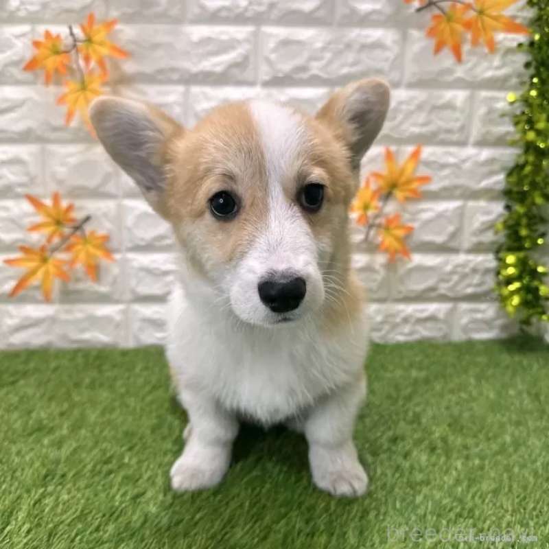 販売中の愛知県のウェルシュコーギーペンブローク-414576の3枚目