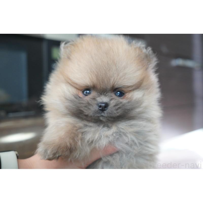 販売中の愛媛県のポメラニアン-431905の1枚目