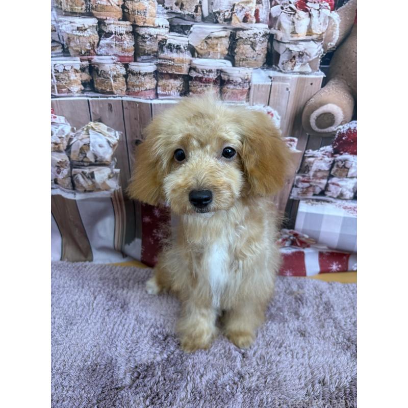 販売中の静岡県のミックス犬-410541の3枚目